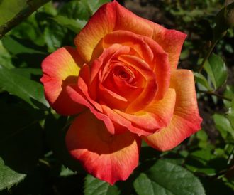 Роза флорибунда Гартенспасс
