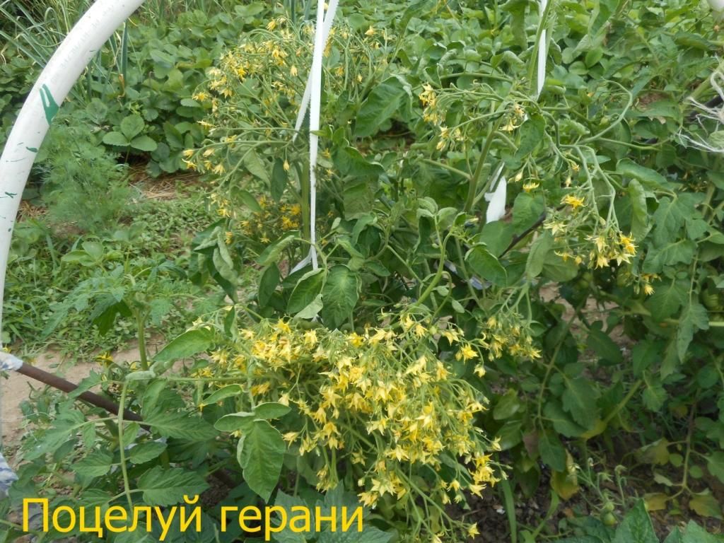 Томат поцелуй герани характеристика фото. Томат поцелуй герани Geranium Kiss. Поцелуй герани томат помидор. Томат Гераниум Кисс поцелуй герани. Томат Гераниум Кисс.