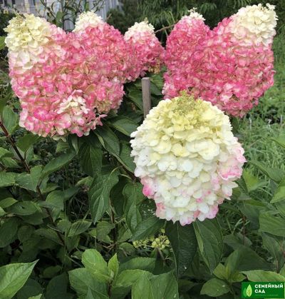 Гортензия метельчатая "Pinky Promise" (Пинки Промис)