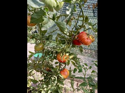 Томат Олимпийский огонь