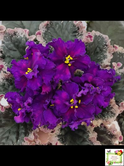 ВаТ-Тип-Топ (Т. Валькова) 2015 г. (лист посажен 04.02.26)