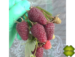 ЖАКЛИН (РЕМОНТАНТНАЯ, СОХРАНЕНИЕ ВКУСА)