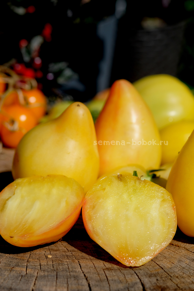 Томат Белое Сердце Софии