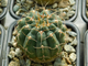 Gymnocalycium baldianum hybr - 10 семян