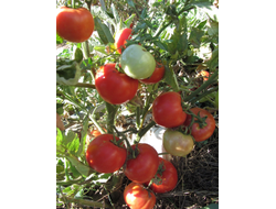 Томат Штамбовый крупноплодный