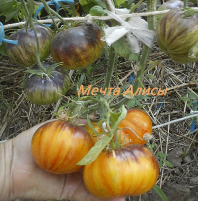 Томат Мечта Алисы (Alise's Dream), Польша