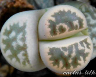 Lithops karasmontana ssp.bella C295 - 10 семян