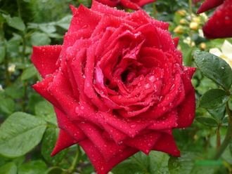 Бургунд (Burgund 81 (KORgund, Loving Memory, Red Cedar, The Macarthur Rose)) роза, ЗКС