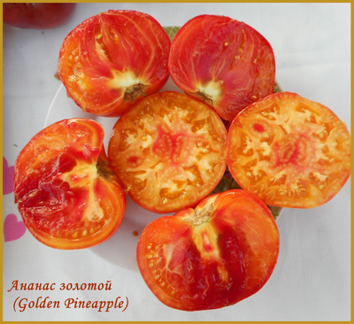 Томат Золотой ананас (Golden Pineapple)
