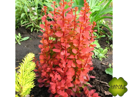 БАРБАРИС ОРАНЖ РОКЕТ (ДЛЯ ЖИВОЙ ИЗГОРОДИ)