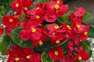 Бегония  вечно цветущая Begonia semp Highlight Red кассета 4 ячейки