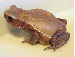 Жаба бурая (Bufo guttatus)
