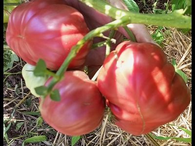 Томат Кудрявый Морателла (Rizado de Morratella )