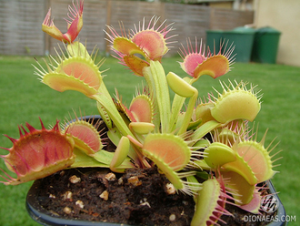 Dionaea muscipula Cross teeth#1