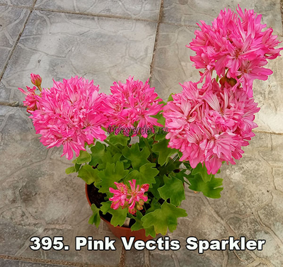 Пеларгония Pink Vectis Sparkler