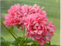 Пеларгония Norrland