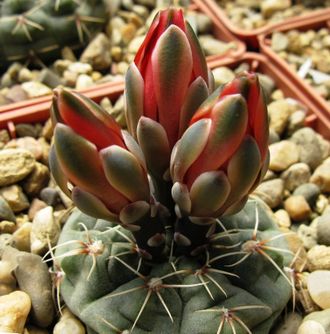 Gymnocalycium baldianum VG 071