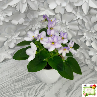 Белый Клоун (Е. и Я. Немчиновы) 2025 г. трейлер (пасынок укоренённый)