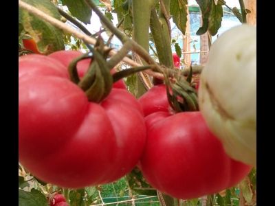 Томат Марманде розовый (Marmande pink)