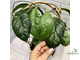 Hoya sp. Sabah AG 08-24