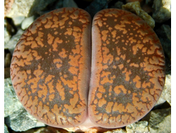 Lithops aucampiae 'manyading'  (MG-1550.52) - 10 семян