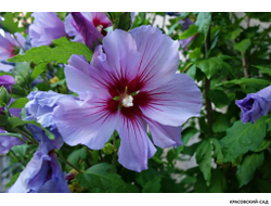 Гибискус Марина - Marina