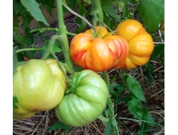 Томат Звезда Техаса (Texas Star)