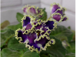 157) Ф- Дух Воды(дет)