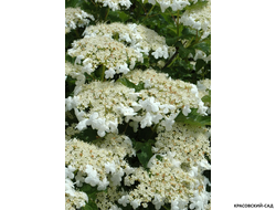 Калина Компактум