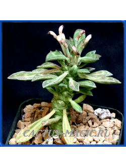 Monadenium stapelioides