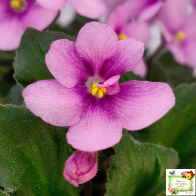 LV-Звезда в Ночи (Л. Шевелева) 2025 г. трейлер (клакамасный лонг)