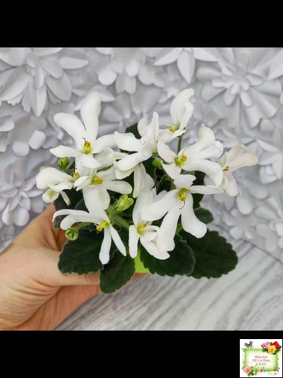 Lunar Lily white (Лунэ Лили уайт) (селекционер неизвестен)