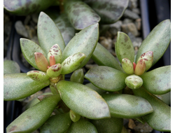 Adromischus hemisphaericus (5 листьев без корней)