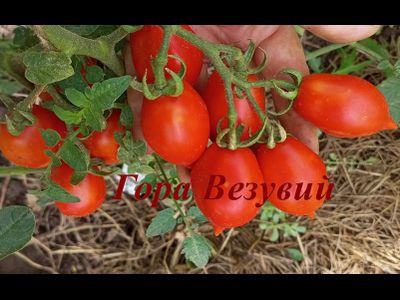Томат Гора Везувий (Mt.Vesuvius, Mountain Vesuvius)