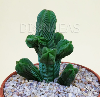 Crassula pyramidalis