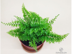 Nephrolepis Exaltata Cotton Candy - Нефролепис возвышенный Cotton Candy, Нефролепис Сахарная Вата, Папоротник Сузи Вонг