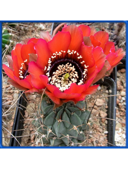 Lobivia jajoiana v. glauca WR 218