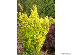 Барбарис Тунберга Maria - фото в саду - красовский-сад.рф