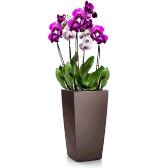 Орхидея Фаленопсис + CUBICO 22 Кофе металлик