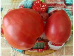 Томат Остроконечник СШA (USA Pointue)