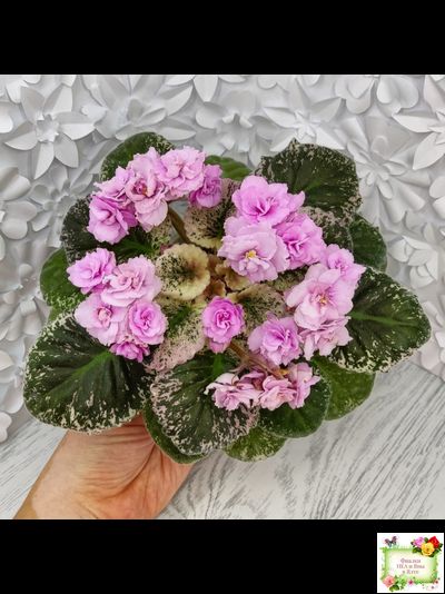 Rose Bouquet (G.T.Smith) (9028) 04/12/2001