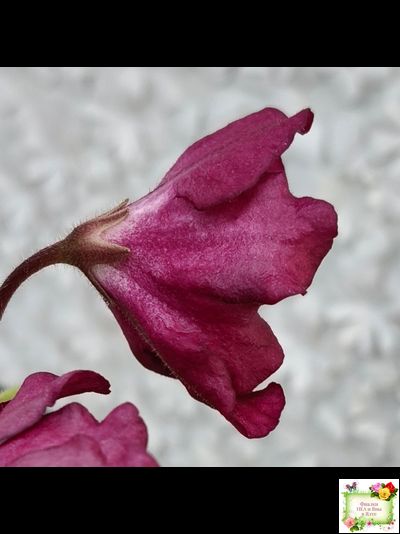 ЕК-Лампа Желаний (Е. Коршунова) 2021 г.