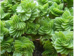 Крассула Эстагнол - Crassula Estagnol, Толстянка Эстагнол