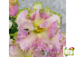 ЕК-Линжери (Е. Коршунова) 2021 г.