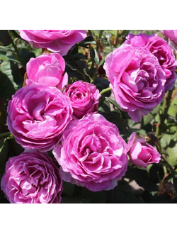 Кармен Вюрт (Karmen Wurth)