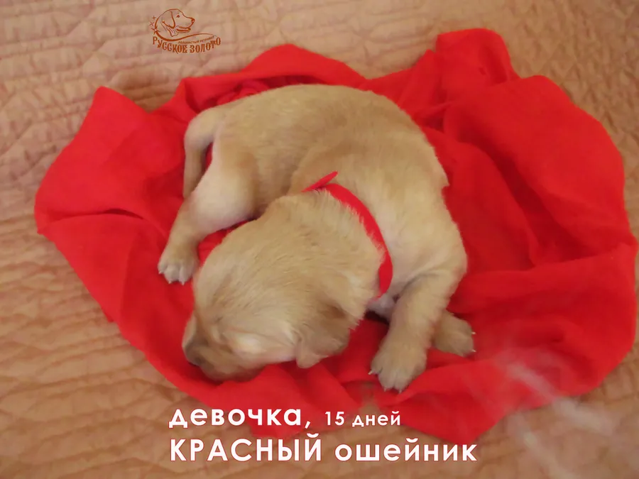 Девочка с красным ошейничком, 15 дней