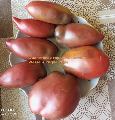Томат Фиолетовая гордость Весселя (Wessel's Purple Pride)
