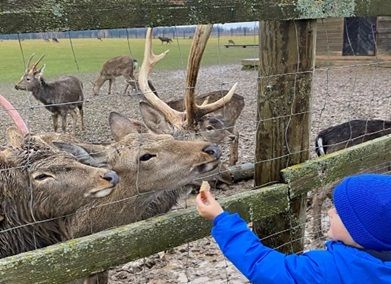 Оленья ферма | Ферма СытникЪ