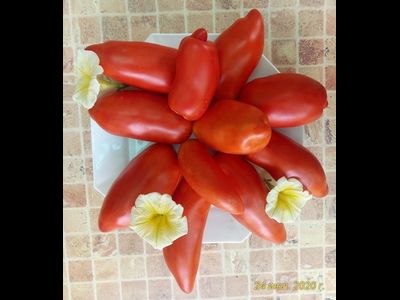 Томат Сибирский казак