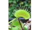 Dionaea muscipula "Dutch"